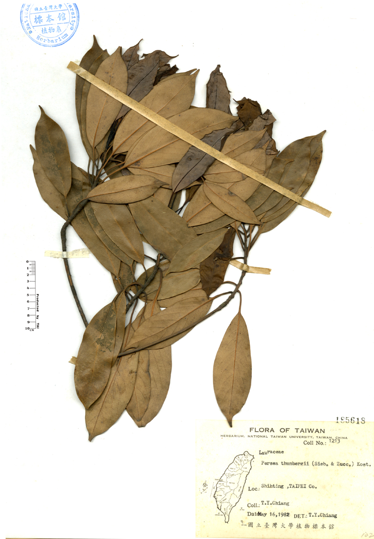 中文種名:豬腳楠學名:Persea thunbergii (Sieb. & Zucc.) Kost.俗名:豬腳楠俗名（英文）:豬腳楠