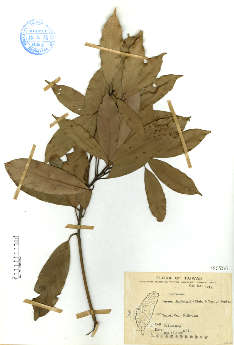 中文種名:豬腳楠學名:Persea thunbergii (Sieb. & Zucc.) Koster.俗名:豬腳楠俗名（英文）:豬腳楠