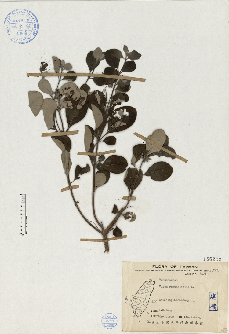 中文種名:海埔姜學名:Vitex rotundifolia L.俗名:海埔姜俗名（英文）:海埔姜