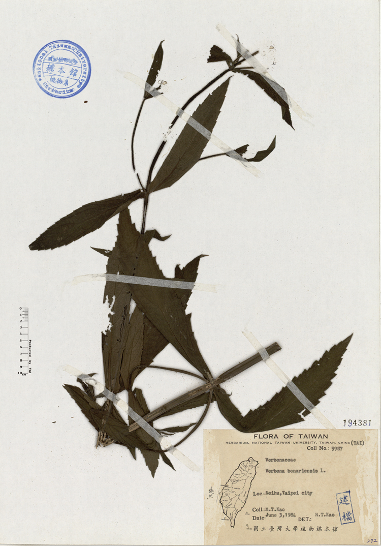 中文種名:柳葉馬鞭草學名:Verbena bonariensis L.俗名:柳葉馬鞭草俗名（英文）:柳葉馬鞭草