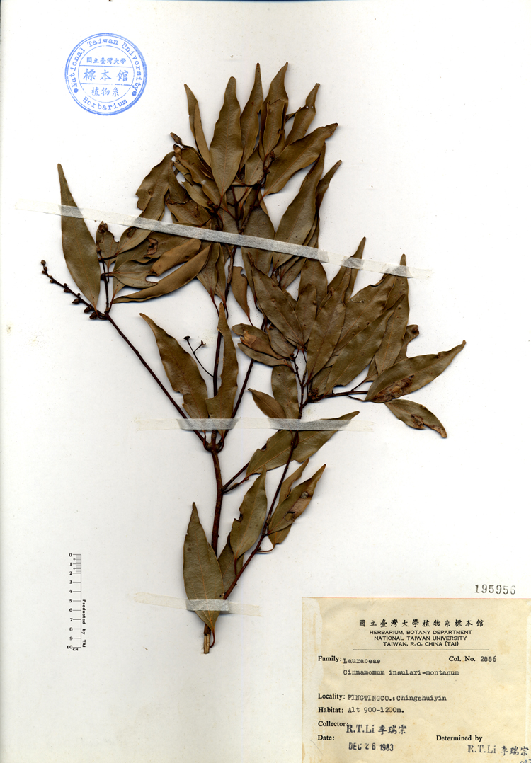 中文種名:台灣肉桂學名:Cinnamomum insulari-montanum俗名:台灣肉桂俗名（英文）:台灣肉桂
