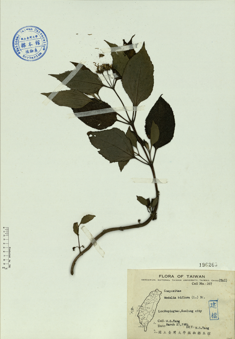 中文種名:雙花蟛蜞菊學名:Wedelia biflora (L.) DC.俗名:雙花蟛蜞菊俗名（英文）:雙花蟛蜞菊