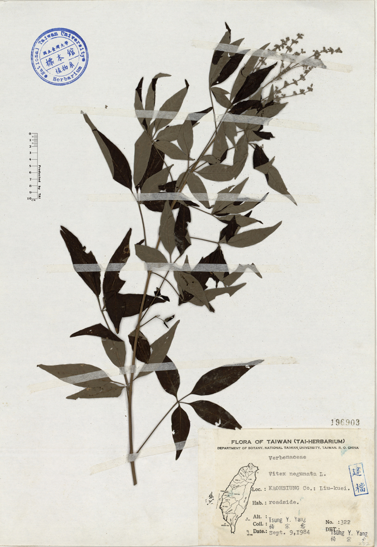中文種名:黃荊學名:Vitex negunata L.俗名:黃荊俗名（英文）:黃荊