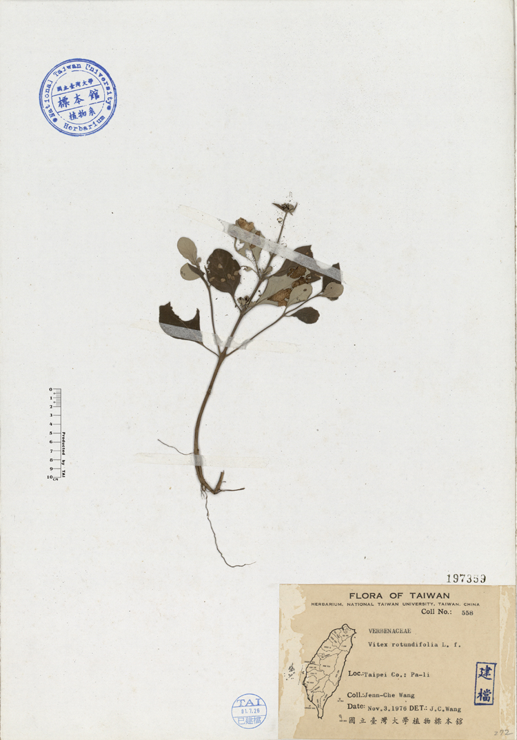 中文種名:海埔姜學名:Vitex rotundifolia L. f.俗名:海埔姜俗名（英文）:海埔姜