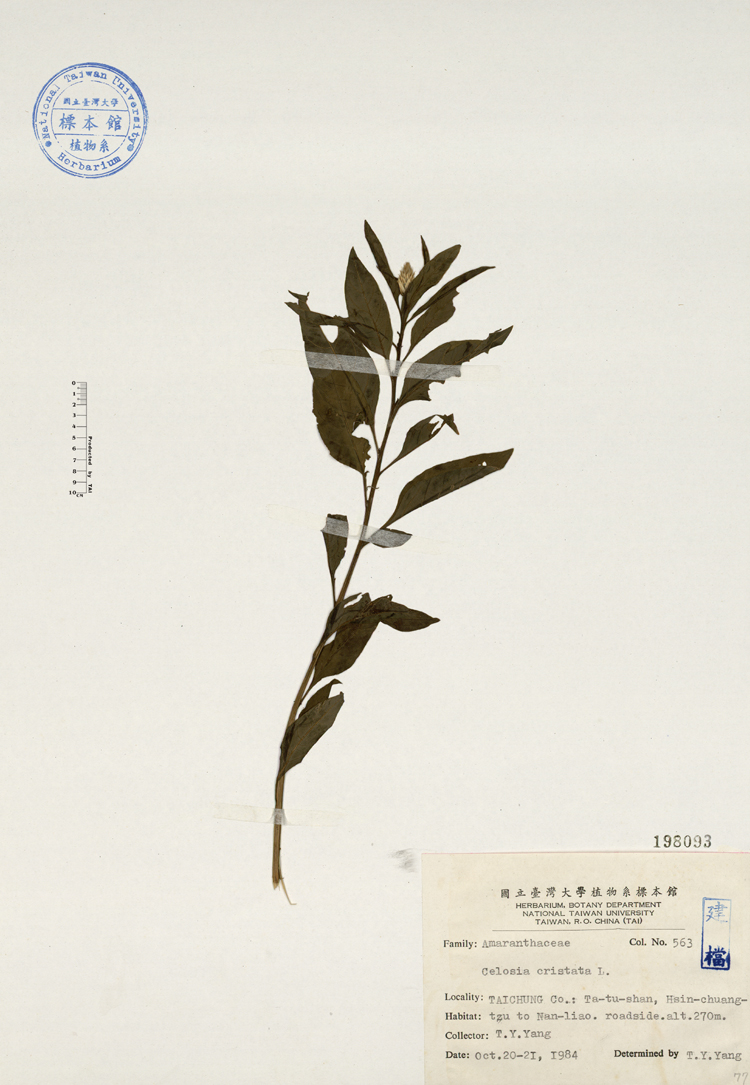 中文種名:雞冠花學名:Celosia cristata L.俗名:雞冠花俗名（英文）:雞冠花