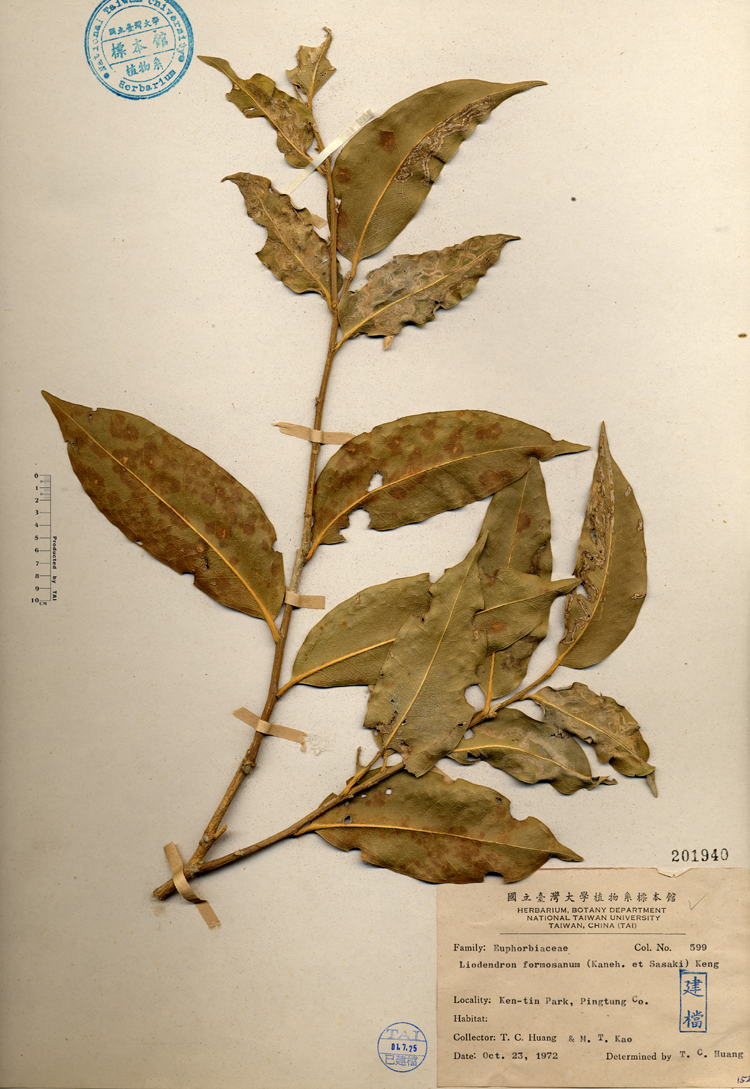 中文種名:鐵色學名:Liodendron formosanum (Kaneh. et Sasaki) Keng俗名:鐵色俗名（英文）:鐵色