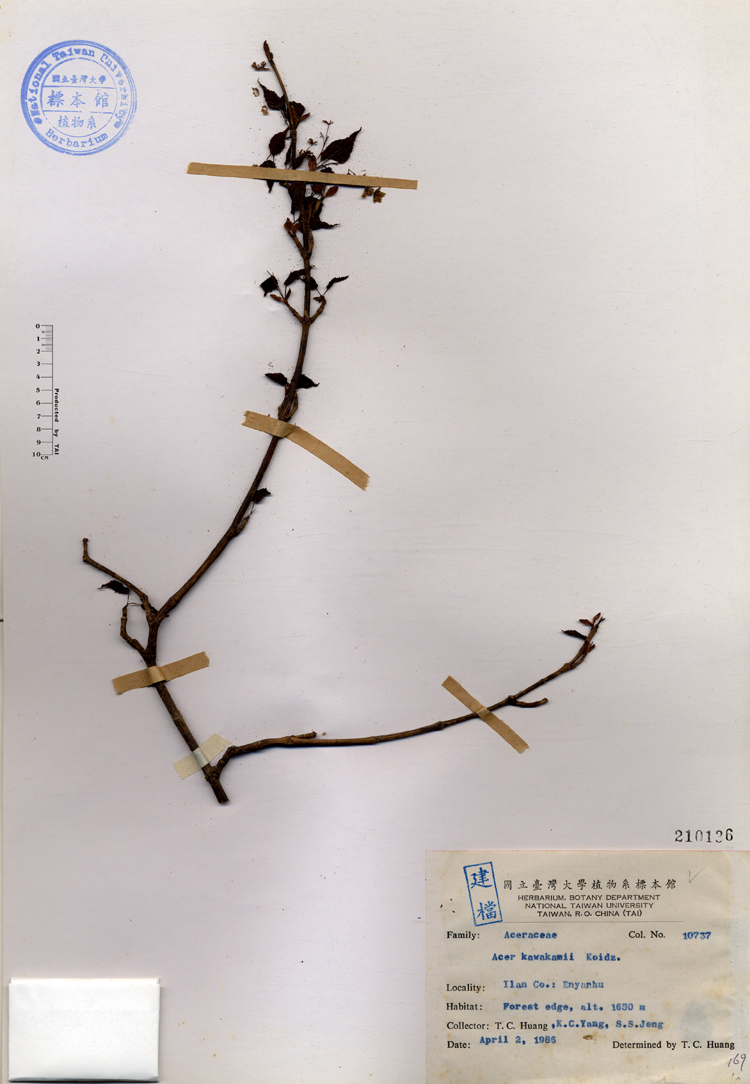 中文種名:尖葉槭學名:Acer kawakamii Koidz.俗名:尖葉槭俗名（英文）:尖葉槭