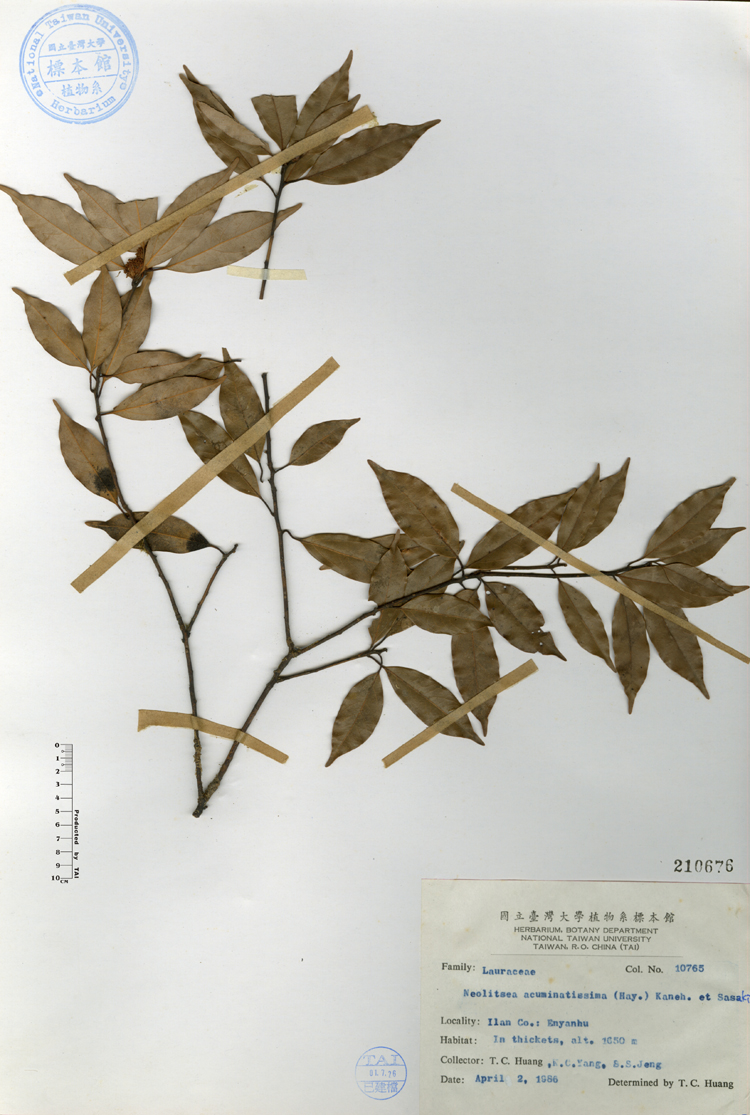 中文種名:高山新木薑子學名:Neolitsea acuminatissima (Hay.) Kaneh. et Sasaki俗名:高山新木薑子俗名（英文）:高山新木薑子