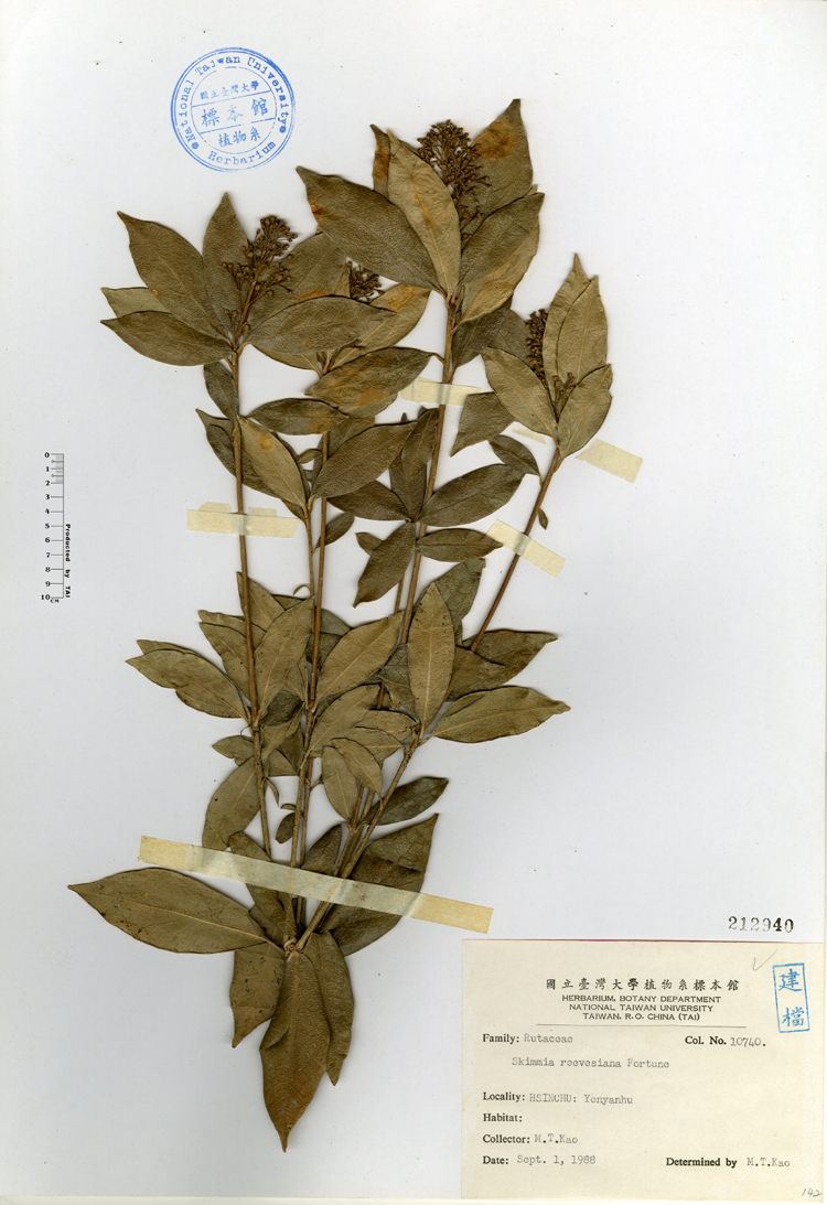 中文種名:深紅茵芋學名:Skimmia reevesiana Fortune俗名:深紅茵芋俗名（英文）:深紅茵芋