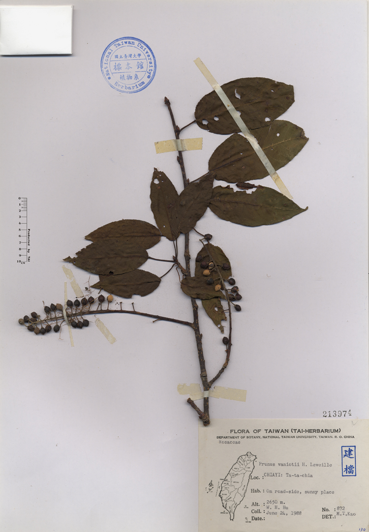 中文種名:台灣稠李學名:Prunus vaniotii H. Leveille俗名:台灣稠李俗名（英文）:台灣稠李