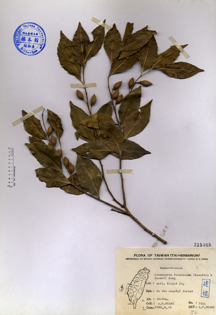 中文種名:台灣假黃楊學名:Liodendron formosanum (Kanehira & Sasaki) Keng俗名:台灣假黃楊俗名（英文）:台灣假黃楊
