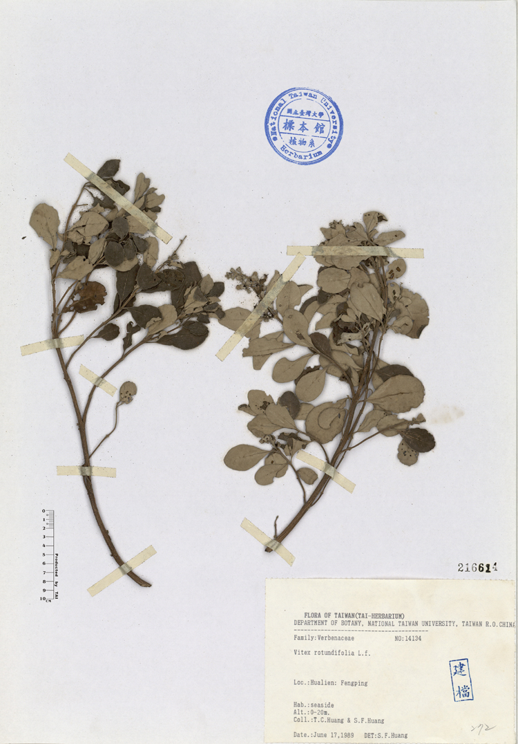 中文種名:海埔姜學名:Vitex rotundifolia L. f.俗名:海埔姜俗名（英文）:海埔姜