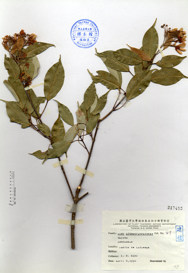 中文種名:樟葉槭學名:Acer albopurpurascens Hayata俗名:樟葉槭俗名（英文）:樟葉槭