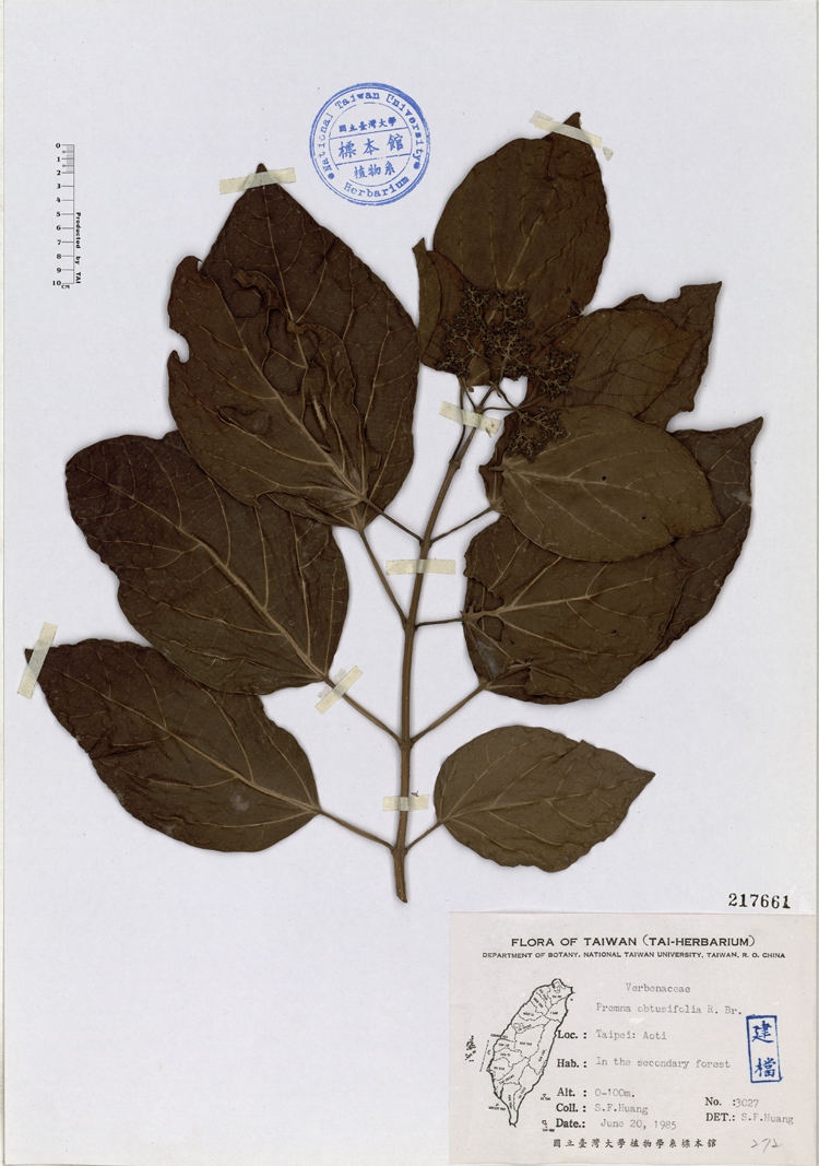 中文種名:臭娘子學名:Premna obtusifolia R. Br.俗名:臭娘子俗名（英文）:臭娘子