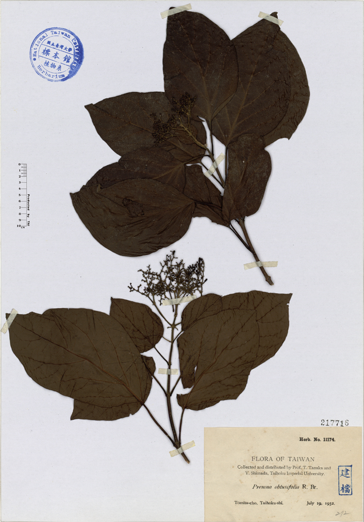 中文種名:臭娘子學名:Premna obtusifolia R. Br.俗名:臭娘子俗名（英文）:臭娘子