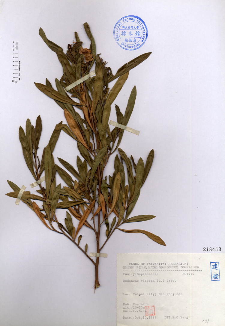 中文種名:車桑子學名:Dodoneae viscosa (L.) Jacq.俗名:車桑子俗名（英文）:車桑子