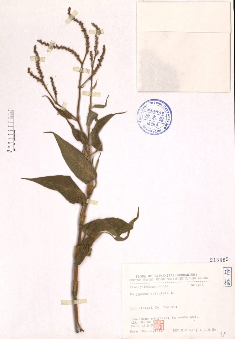 中文種名:紅蓼學名:Polygonum orientale L.俗名:紅蓼俗名（英文）:紅蓼