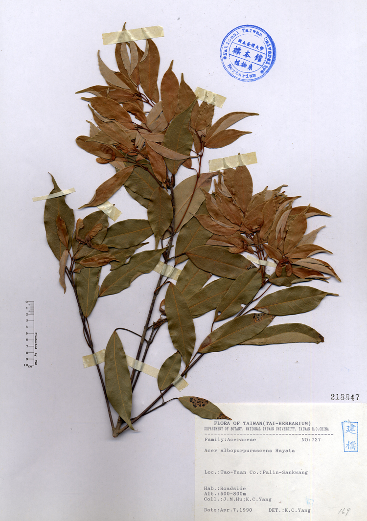 中文種名:樟葉槭學名:Acer albopurpurascens Hayata俗名:樟葉槭俗名（英文）:樟葉槭