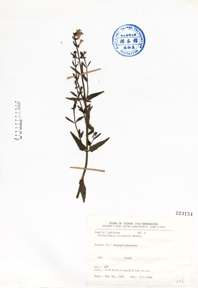 中文種名:向天盞學名:Scutellaria rivularis Benth.俗名:向天盞俗名（英文）:向天盞