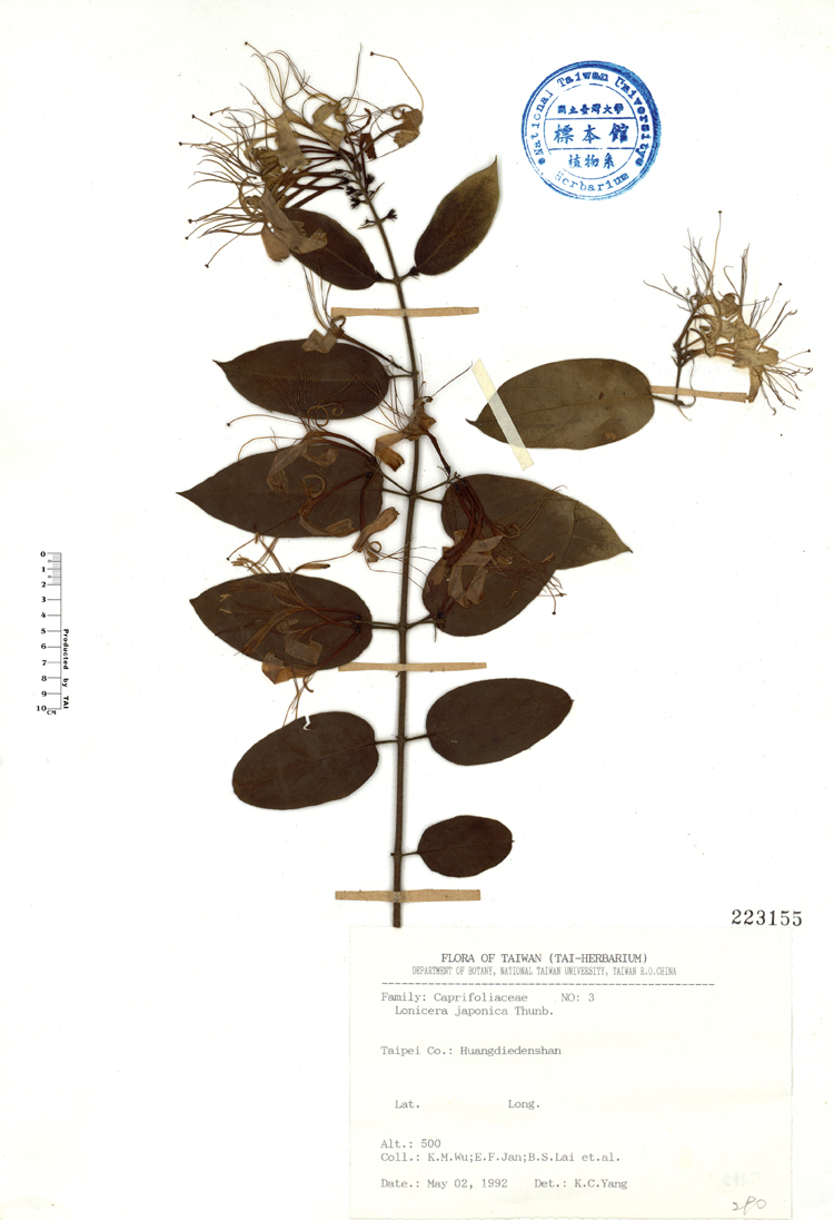 中文種名:忍冬學名:Lonicera japonica Thunb.俗名:忍冬俗名（英文）:忍冬