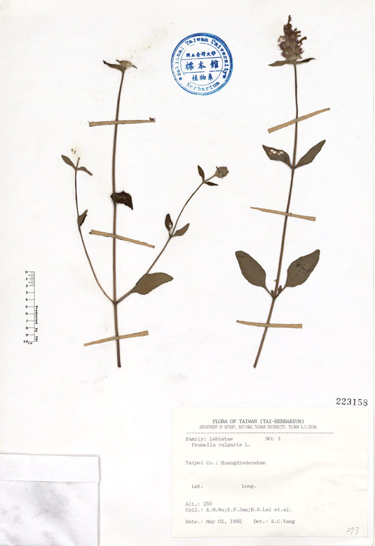 學名:Prunella vulgaris L.