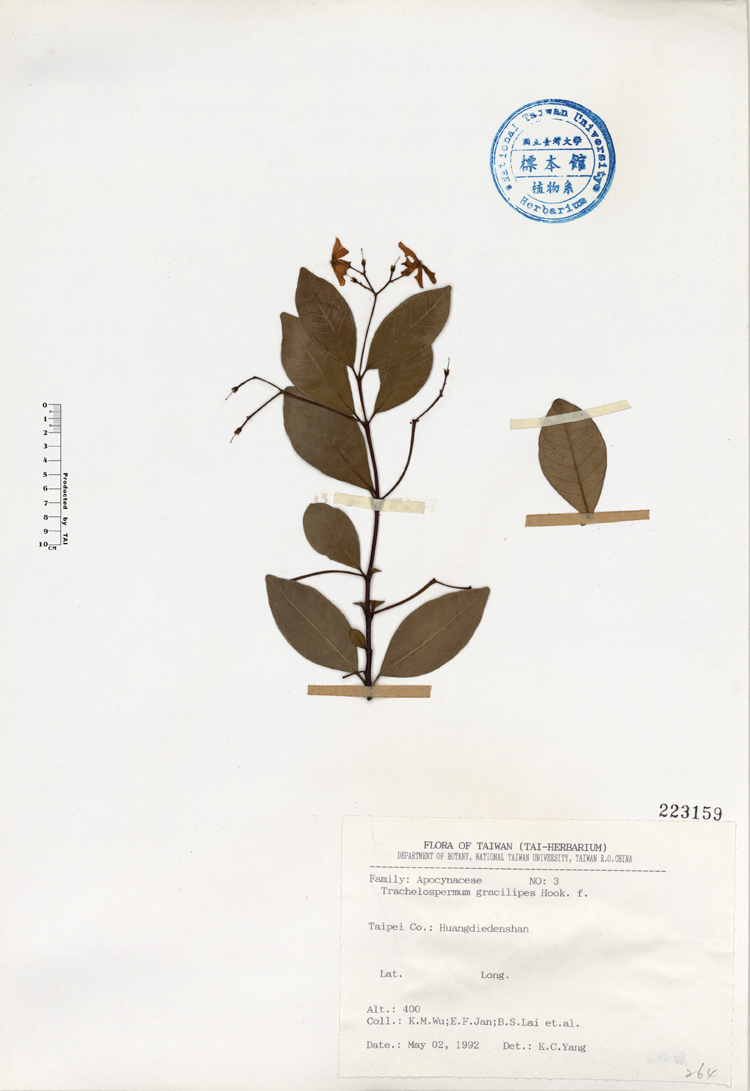中文種名:細梗絡石學名:Trachelospermum gracilipes Hook. f.俗名:細梗絡石俗名（英文）:細梗絡石