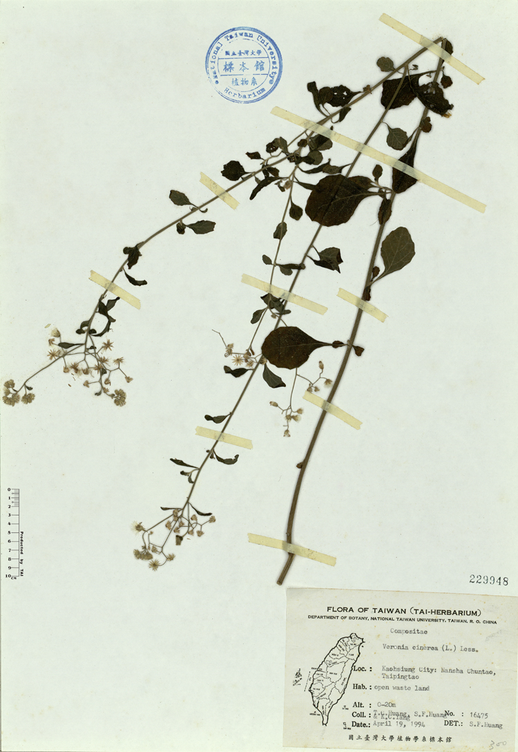 中文種名:一枝香學名:Veronia cinerea (L.) Less.俗名:一枝香俗名（英文）:一枝香