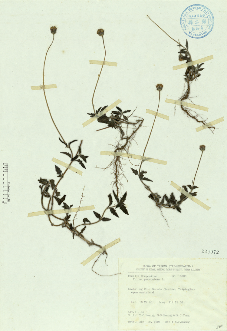 中文種名:長柄菊學名:Tridax procumbens L.俗名:長柄菊俗名（英文）:長柄菊