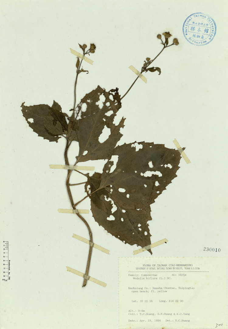 中文種名:雙花蟛蜞菊學名:Wedelia biflora (L.) DC.俗名:雙花蟛蜞菊俗名（英文）:雙花蟛蜞菊