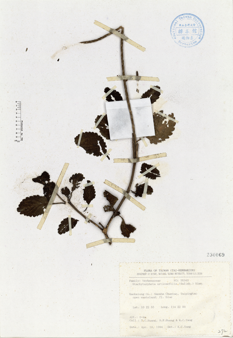 中文種名:牙買加長穗木學名:Stachytarpheta urticaefolia (Salisb.) Sims.俗名:牙買加長穗木俗名（英文）:牙買加長穗木