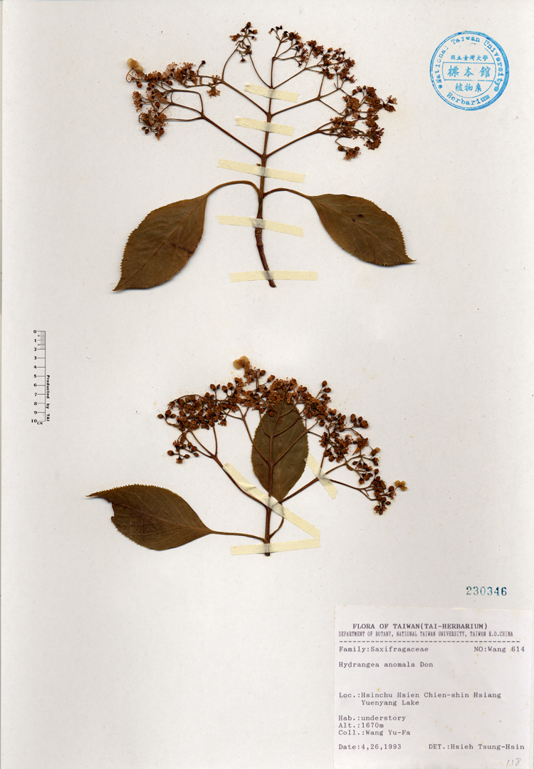中文種名:藤繡球學名:Hydrangea anomala Don俗名:藤繡球俗名（英文）:藤繡球