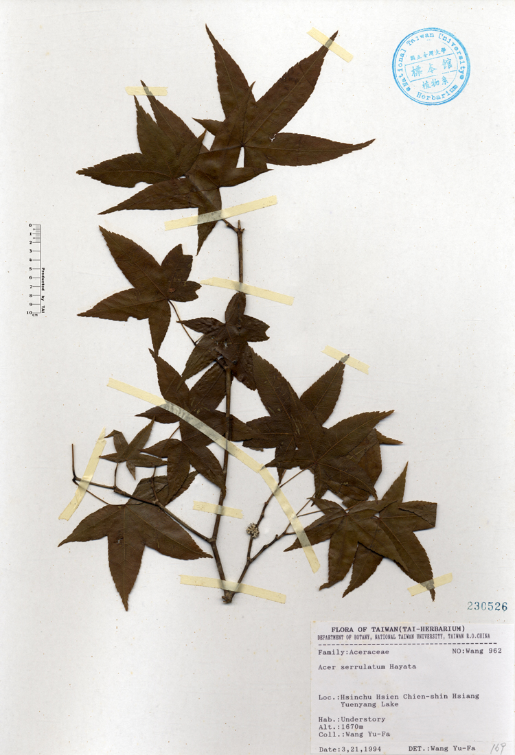 中文種名:青楓學名:Acer serrulatum Hayata俗名:青楓俗名（英文）:青楓