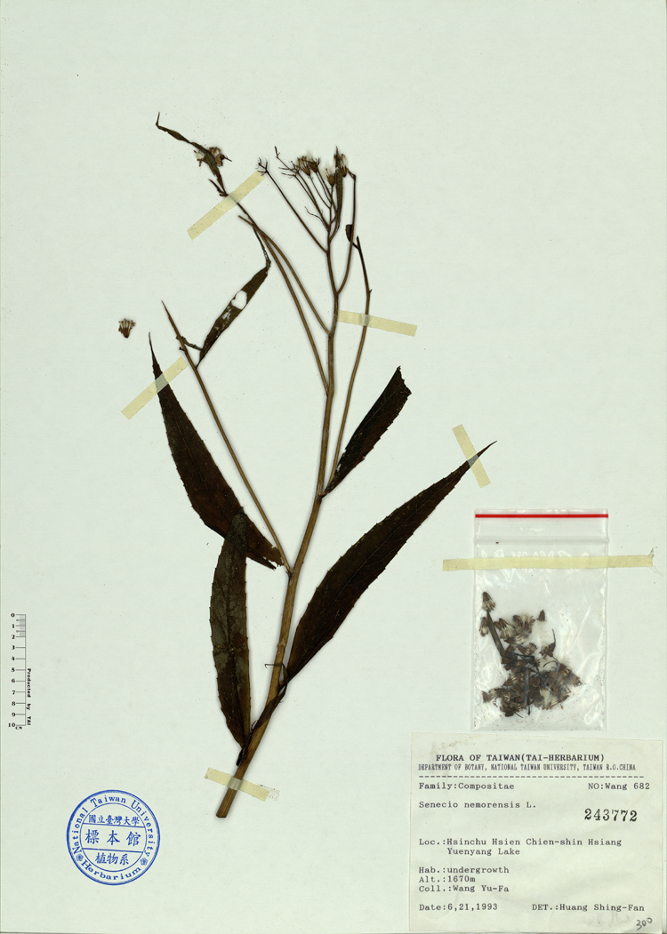中文種名:黃菀學名:Senecio nemorensis L.俗名:黃菀俗名（英文）:黃菀