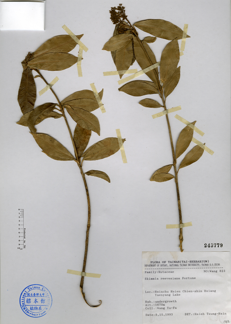 中文種名:深紅茵芋學名:Skimmia reevesiana Fortune俗名:深紅茵芋俗名（英文）:深紅茵芋