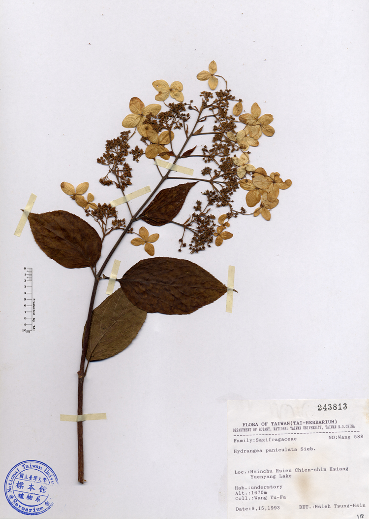 中文種名:水亞木學名:Hydrangea paniculata Sieb.俗名:水亞木俗名（英文）:水亞木