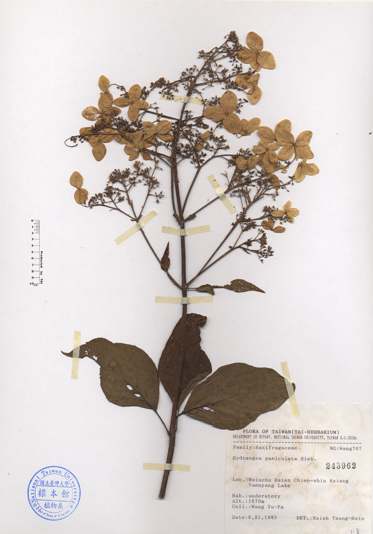 中文種名:水亞木學名:Hydrangea paniculata Sieb.俗名:水亞木俗名（英文）:水亞木