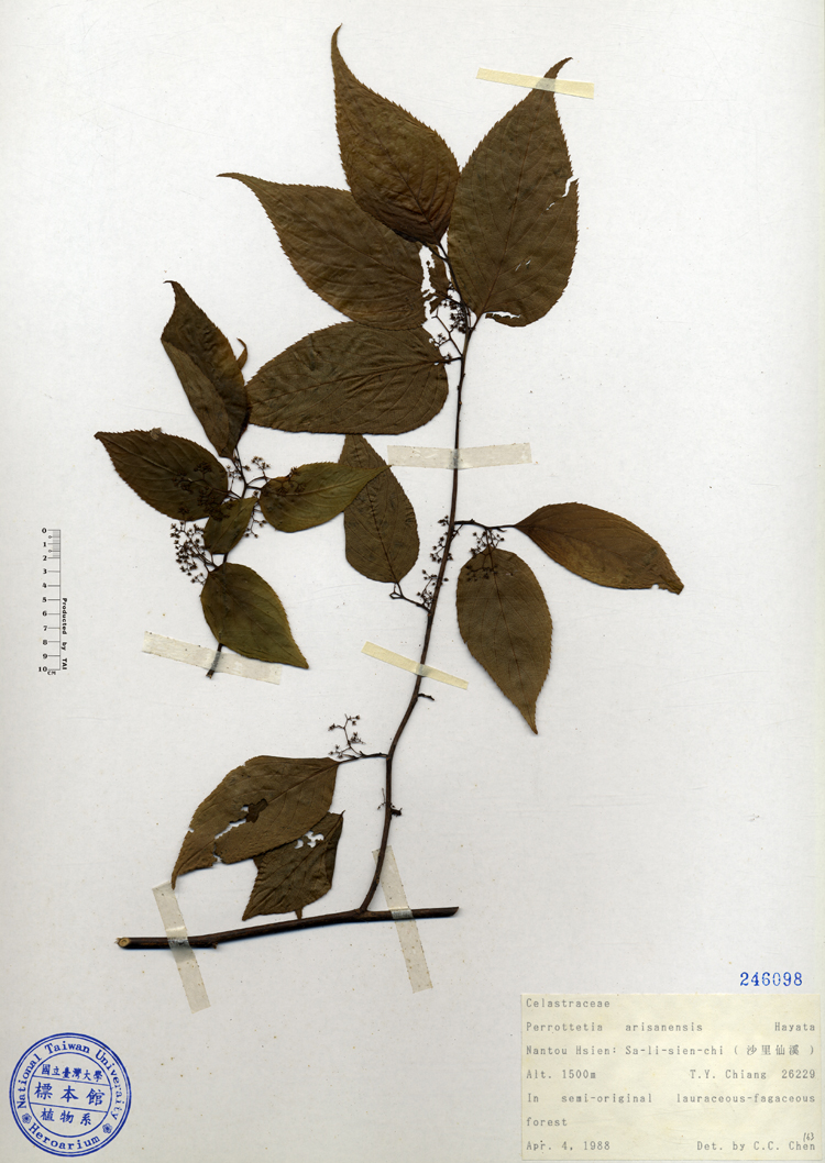 中文種名:佩羅特木學名:Perrottetia arisanensis Hayata俗名:佩羅特木俗名（英文）:佩羅特木
