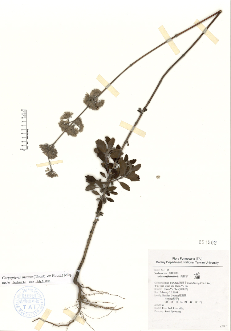 中文種名:灰葉蕕學名:Verbena officinalis L.俗名:灰葉蕕俗名（英文）:灰葉蕕