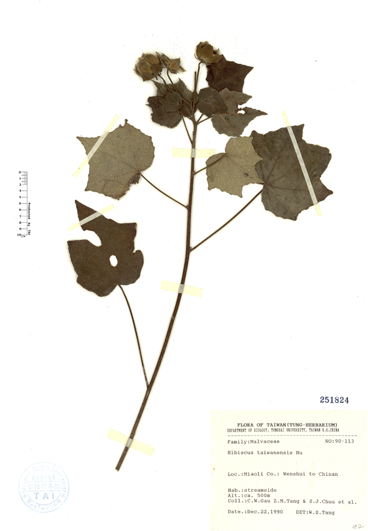 中文種名:山芙蓉學名:Hibiscus taiwanensis Hu俗名:山芙蓉俗名（英文）:山芙蓉