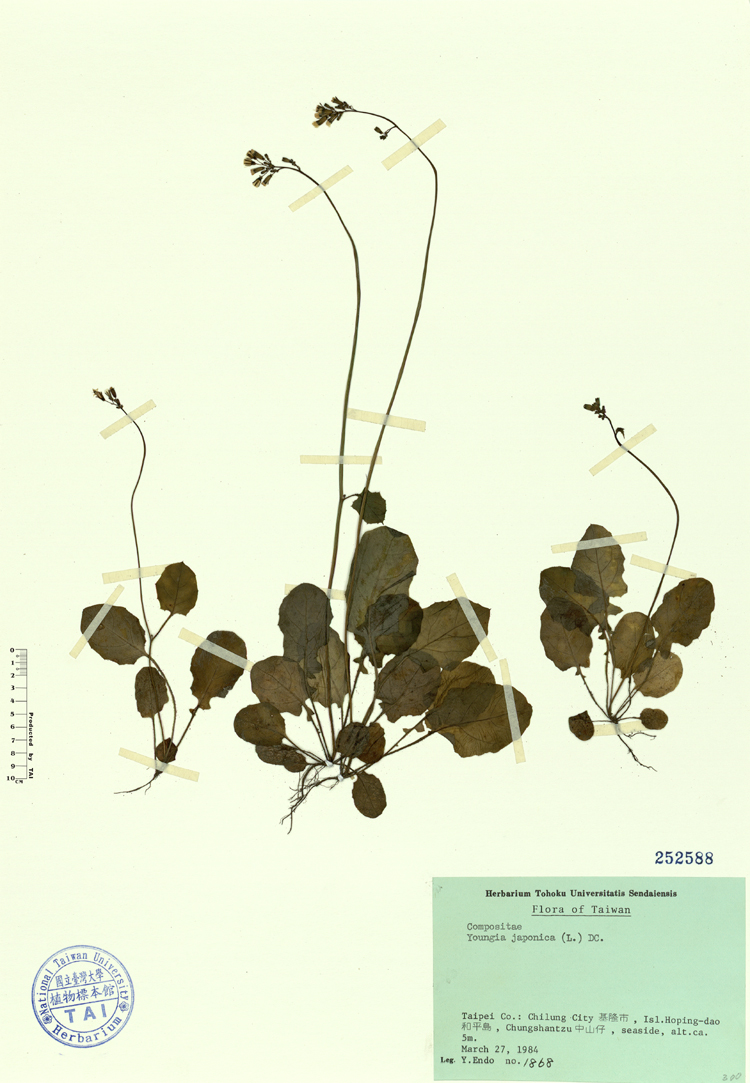 中文種名:台灣黃鵪菜學名:Youngia japonica (L.) DC.俗名:台灣黃鵪菜俗名（英文）:台灣黃鵪菜