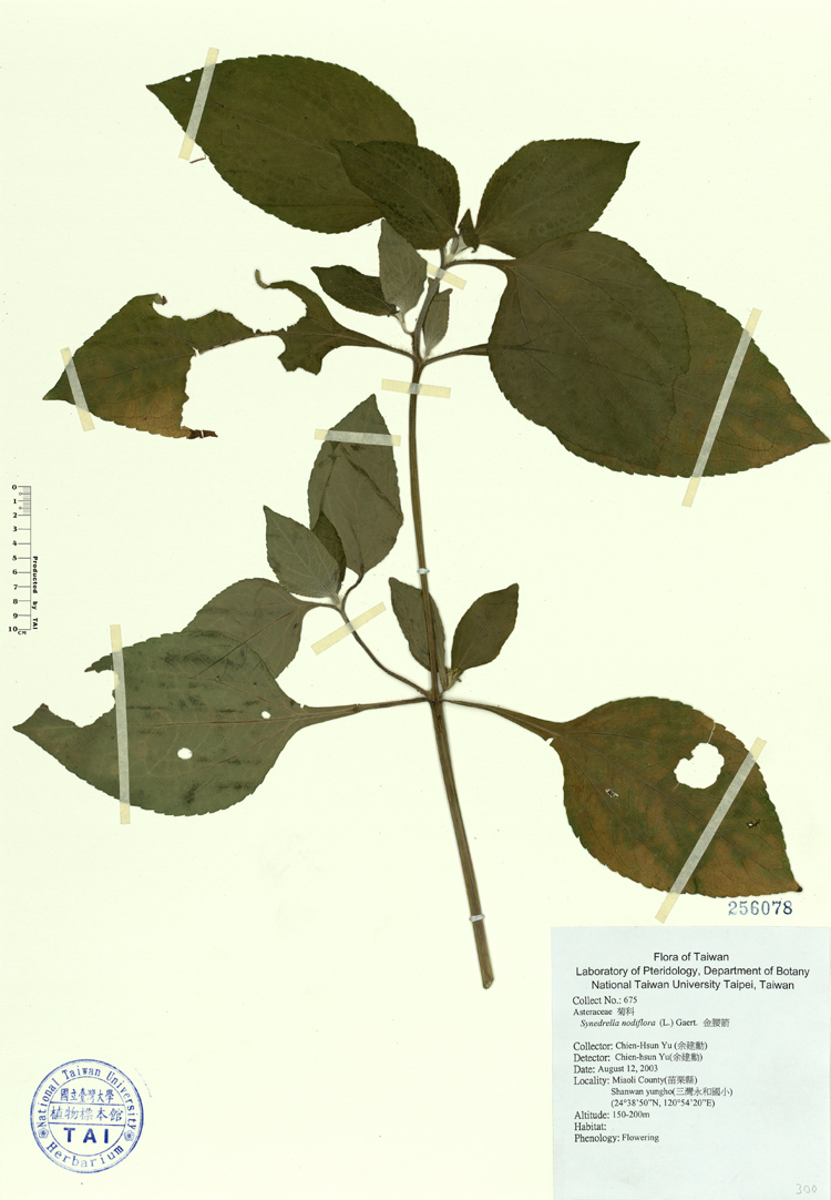 中文種名:金腰箭學名:Synedrella nodiflora (L.) Gaert.俗名:金腰箭俗名（英文）:金腰箭