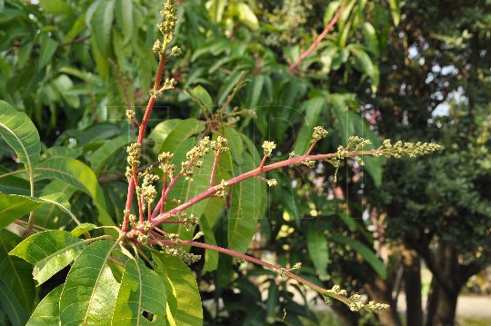 中文種名:滿天果芒果學名:Mangifera indica Linn.俗名（英文）:Mango