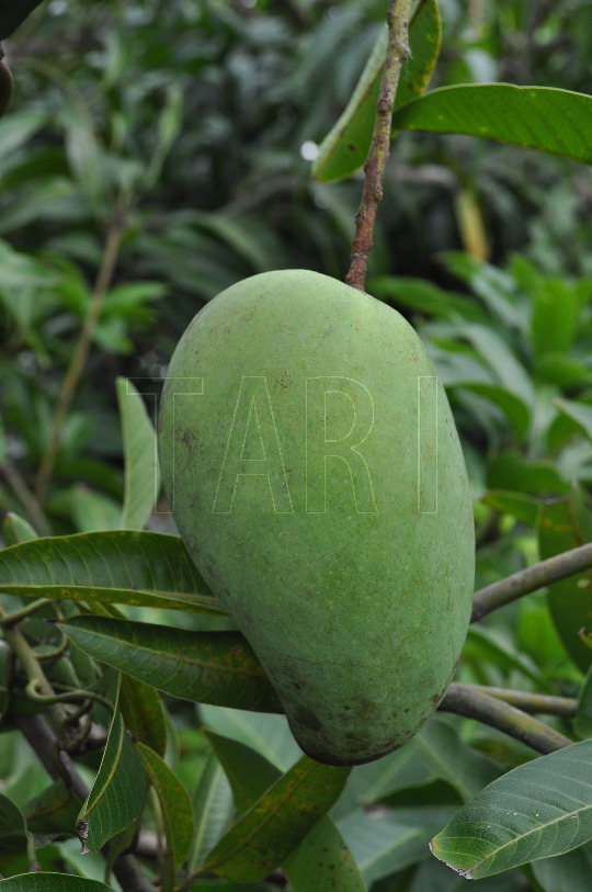 中文種名:四季芒果學名:Mangifera indica Linn.俗名（英文）:Mango