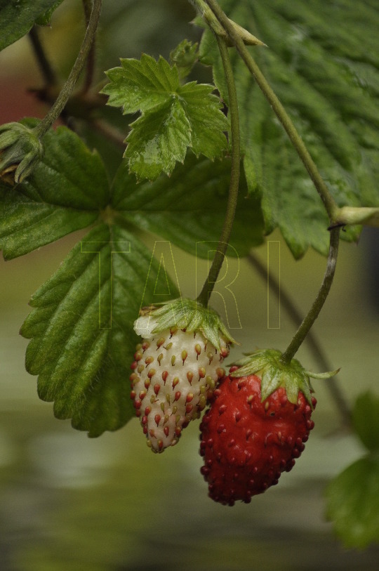 中文種名:早田氏草莓學名:Fragaria hayatai Makino俗名:臺灣草莓、台灣白草莓俗名（英文）:Taiwan Strawberry