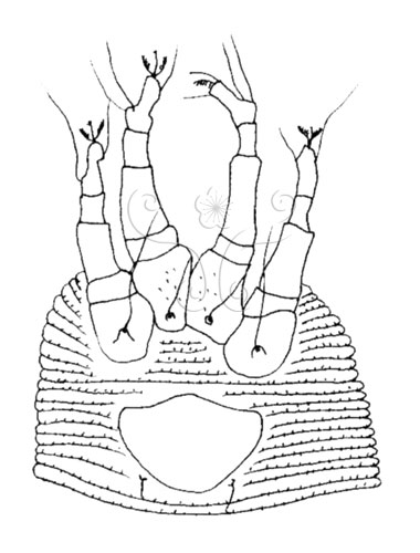 文件名稱:Diptilomiopus elliptus Huang, 2001 Legs and genital region.標題:Diptilomiopus elliptus Huang, 2001