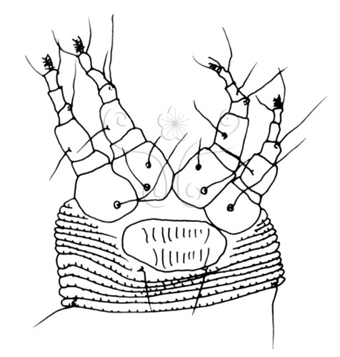 文件名稱:Gammaphytoptus litseaus Huang, 2001 Ventral view of legs and the genital region.標題:Gammaphytoptus litseaus Huang, 2001