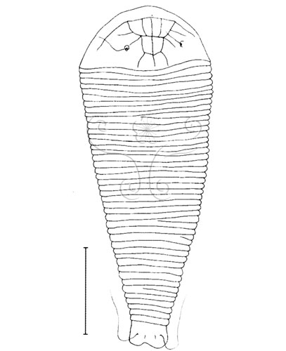 文件名稱:Disella aceriae Huang, 2001 背面觀標題:Disella aceriae Huang, 2001