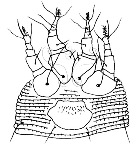 文件名稱:Tumoris sanasaii Huang, 2001 Ventral view of the legs and the genital region標題:Tumoris sanasaii Huang, 2001