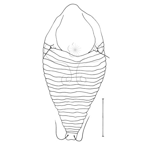 文件名稱:Tegolophus celtus Huang, 2001 Dorsal view.標題:Tegolophus celtus Huang, 2001