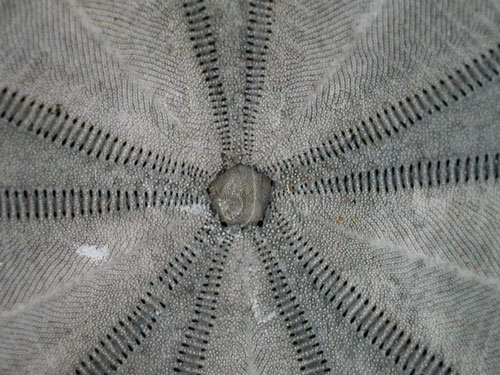 文件名稱:扁平蛛網海膽之頂部骨板系統05標題:扁平蛛網海膽之頂部骨板系統
